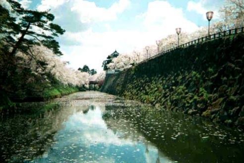 Moat Protecting Hirosaki Castle lined with Sakura